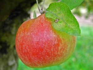 Manzana Esperiega producto autóctono